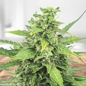 Agent Orange Feminized