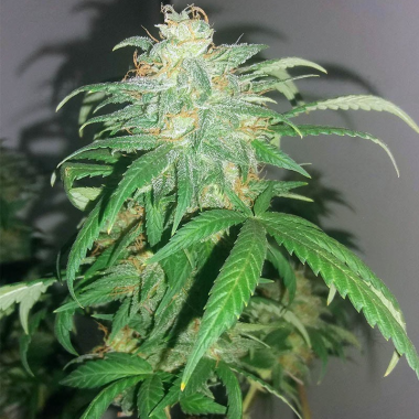 Auto Black Gold Feminized