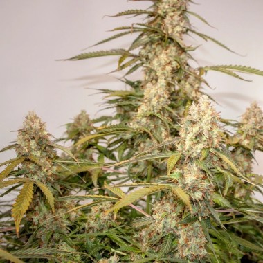 Auto Canadian Queen Feminized