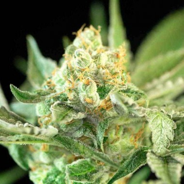 Auto Sweet Candy Feminized