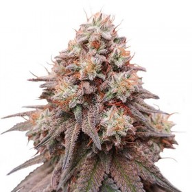 Auto Rainbow Glue Feminized