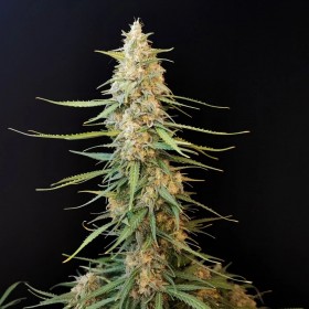 Auto Sour Diesel Feminized