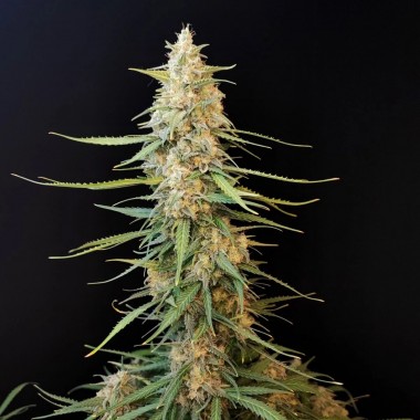 Auto Sour Diesel Feminized