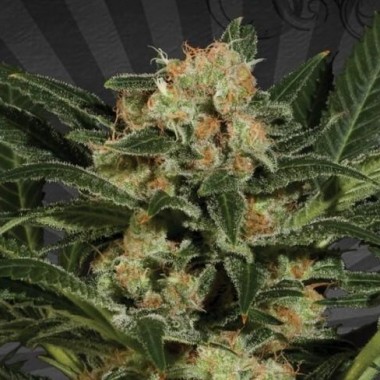 Auto White Kush Feminized