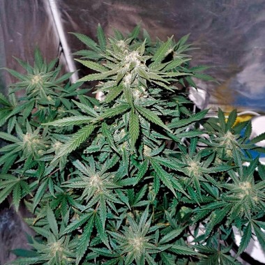 Auto Whiteberry Feminized