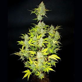 Auto Wedding Cake Feminized