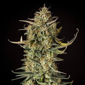 Banana Sherbet Feminized