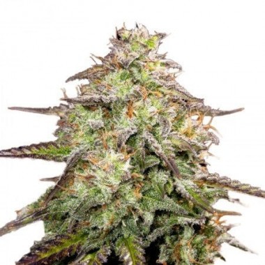 Auto  Santa Maria Feminized