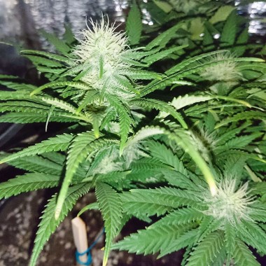 California Special Feminized