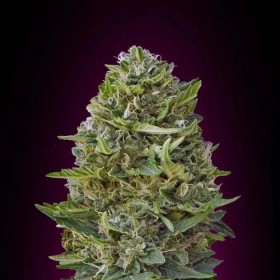 Caramel Kush Feminized