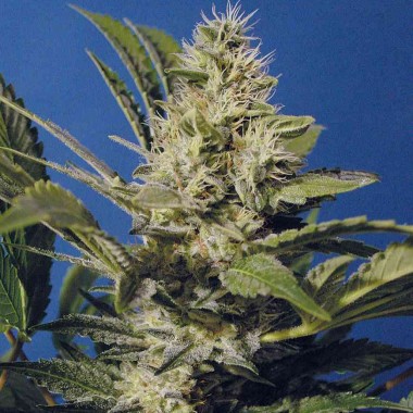 Chocolate Chunk Feminized