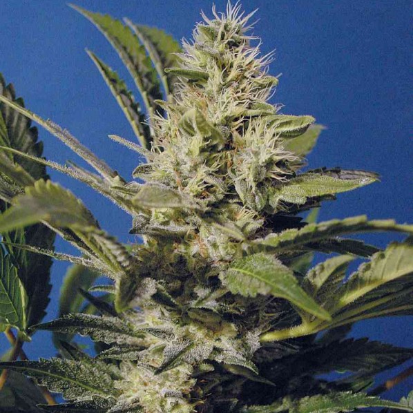 Chocolate Chunk Feminized