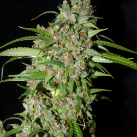 Auto Dynamite Feminized