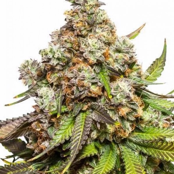 Fruity Pebbles Feminized