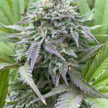 Auto Gorilla King Feminized