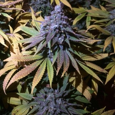 Granddaddy Purple Feminized