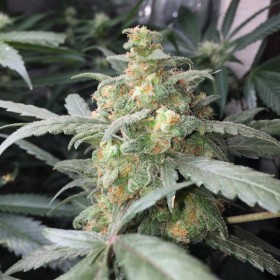 Green Crack Feminized