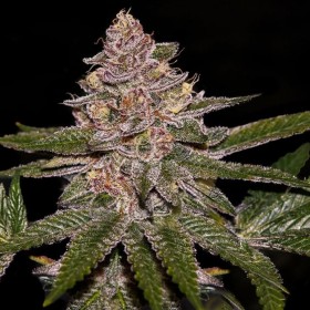 Fruit Juice Feminized