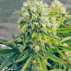 Auto Killer Feminized