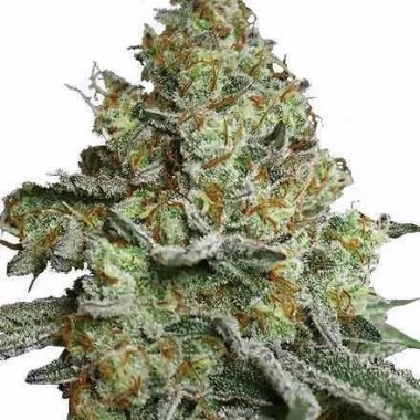 Auto Lava Cake Feminized 