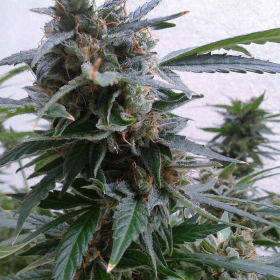 Auto Magnum Feminized