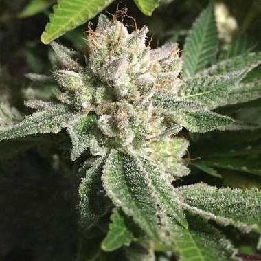 Auto Original Glue Feminized