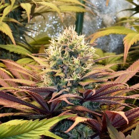 Auto Pineapple Kush Feminized