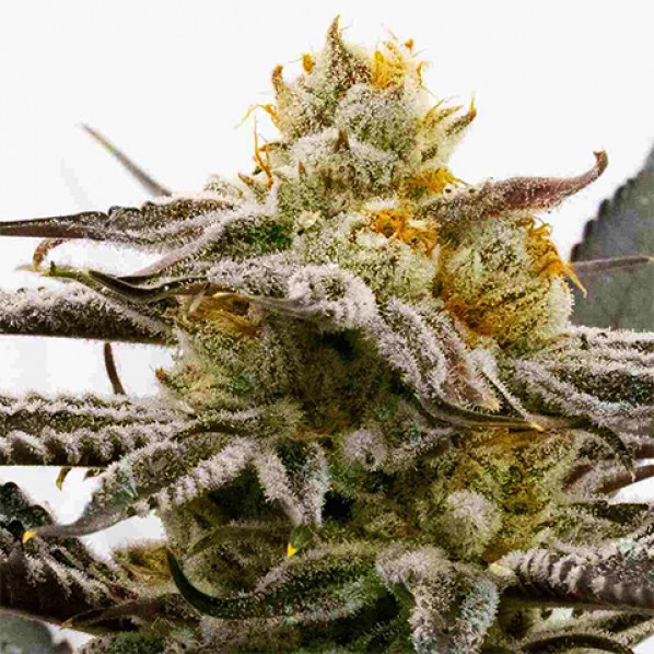 Sugar Black Rose Feminized Sugar Black Rose Feminized