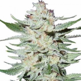 Auto White Rhino Feminized