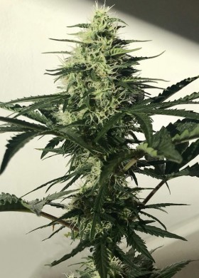 Auto Afghan Express Feminized