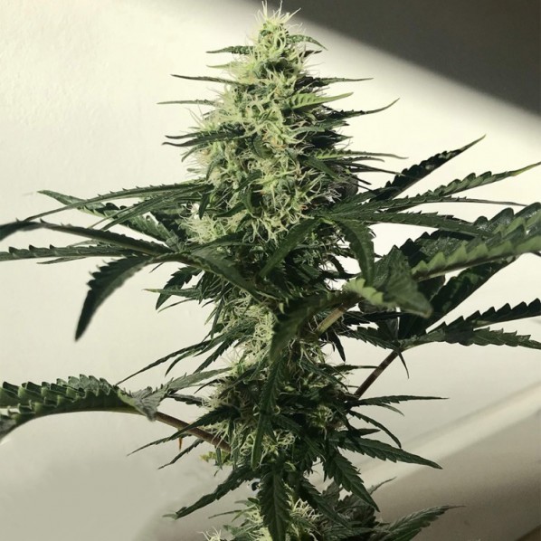 Auto Afghan Express Feminized Auto Afghan Express Feminized