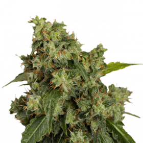 Auto Afghan Original Feminized