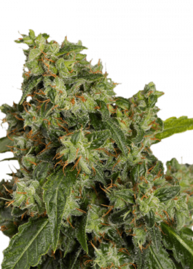 Auto Afghan Original Feminized