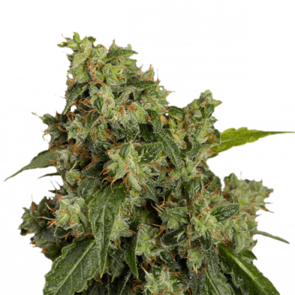 Auto Afghan Original Feminized Auto Afghan Original Feminized