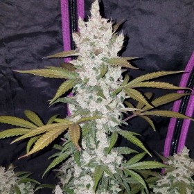 Auto Animal Cookies Feminized