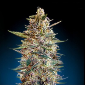 Auto Blue Diesel Feminized