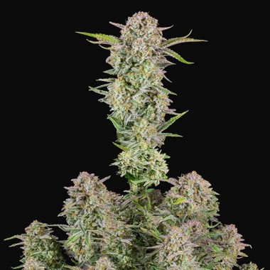 Auto Bruce Banner Feminized