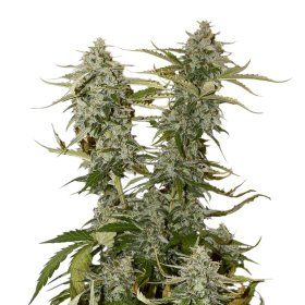 Auto Candy Kush Feminized