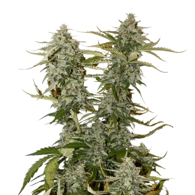 Auto Candy Kush Feminized