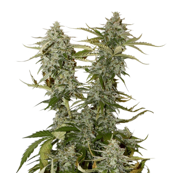Auto Candy Kush Feminized