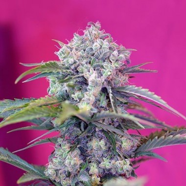 Auto Cream Feminized