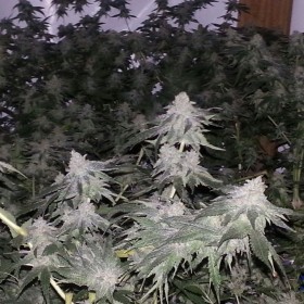 Auto Crystal Widow Feminized