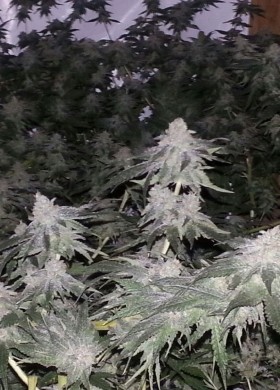 Auto Crystal Widow Feminized