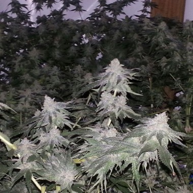 Auto Crystal Widow Feminized