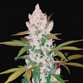 Auto Girl Scout Cookies Feminized