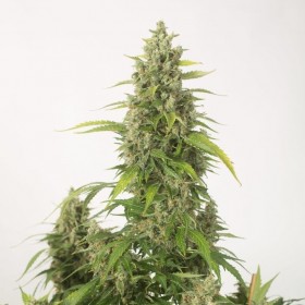 Auto Haze XL Feminized