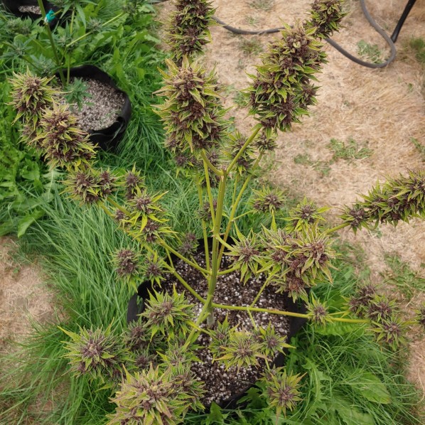 Auto Mescaline Feminised Auto Mescaline Feminised