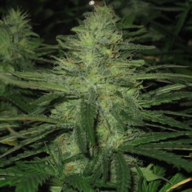 Auto Moonlight Express Feminized