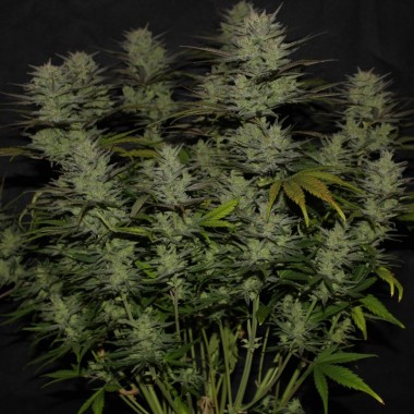 Auto Northern Lights Feminized