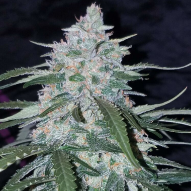 Auto Pineapple Super Express Feminized